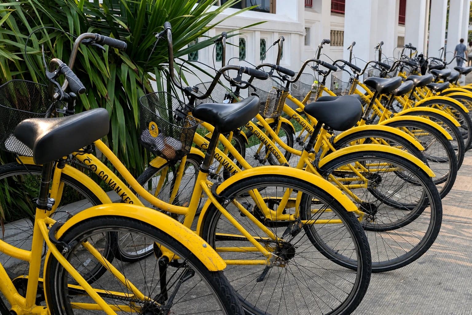 Co van Kessel's signature yellow bicycles lined up in Bangkok