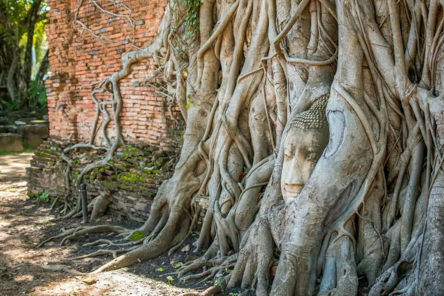 Buddha head held in banyan tree roots at Wat Mahathat, Ayutthaya